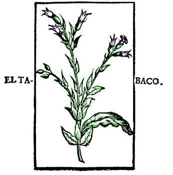 Tobacco Plant, Nicholas Monardes